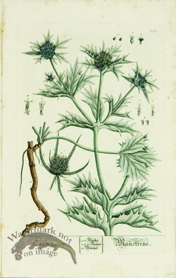 Blackwell German 082